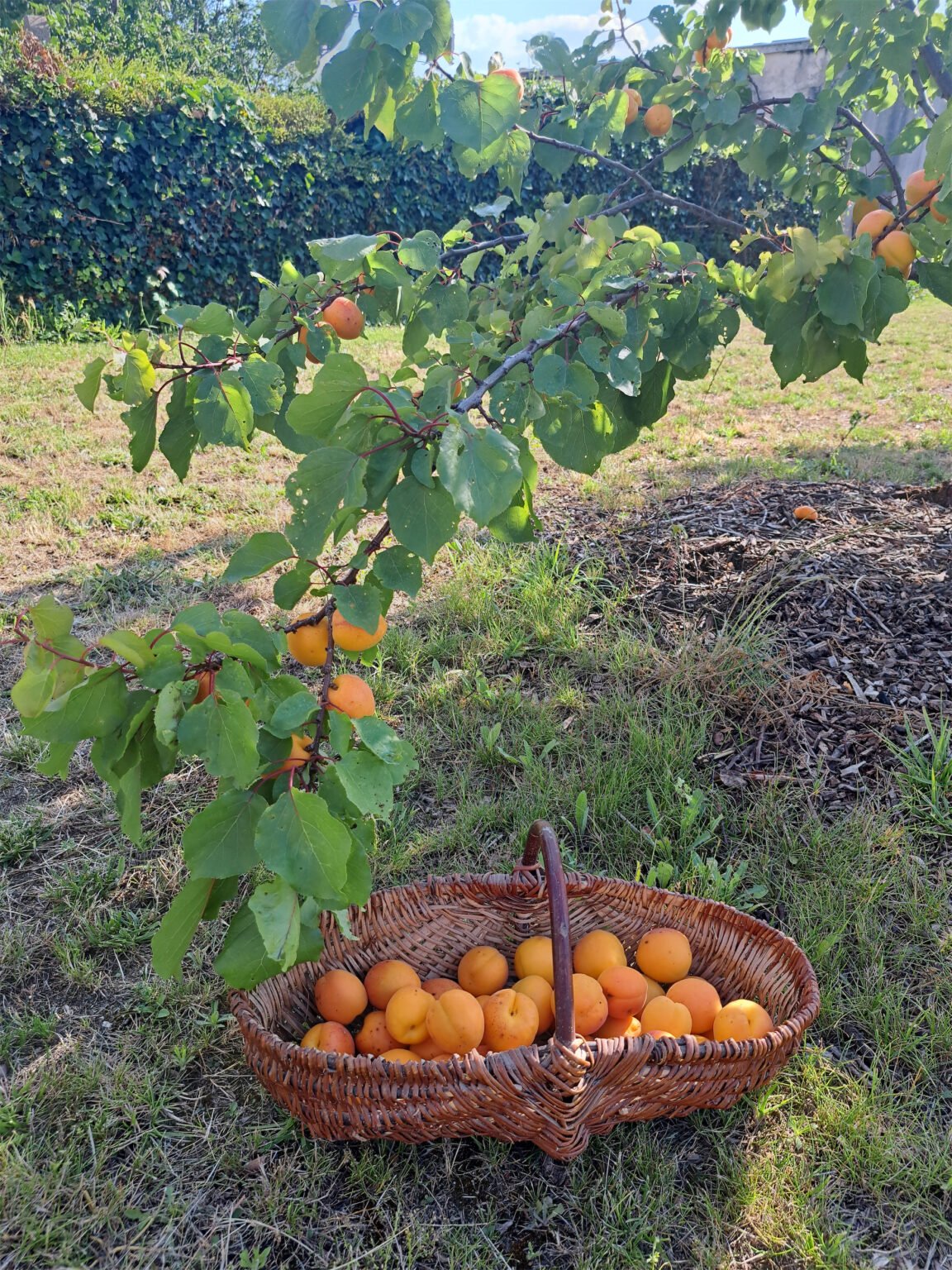 Précoce de Saumur – Image 2
