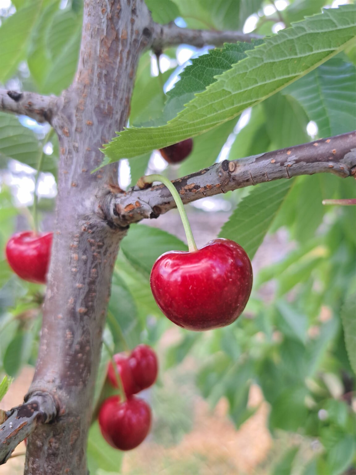 Cœur de pigeon ou Gros Coeuret