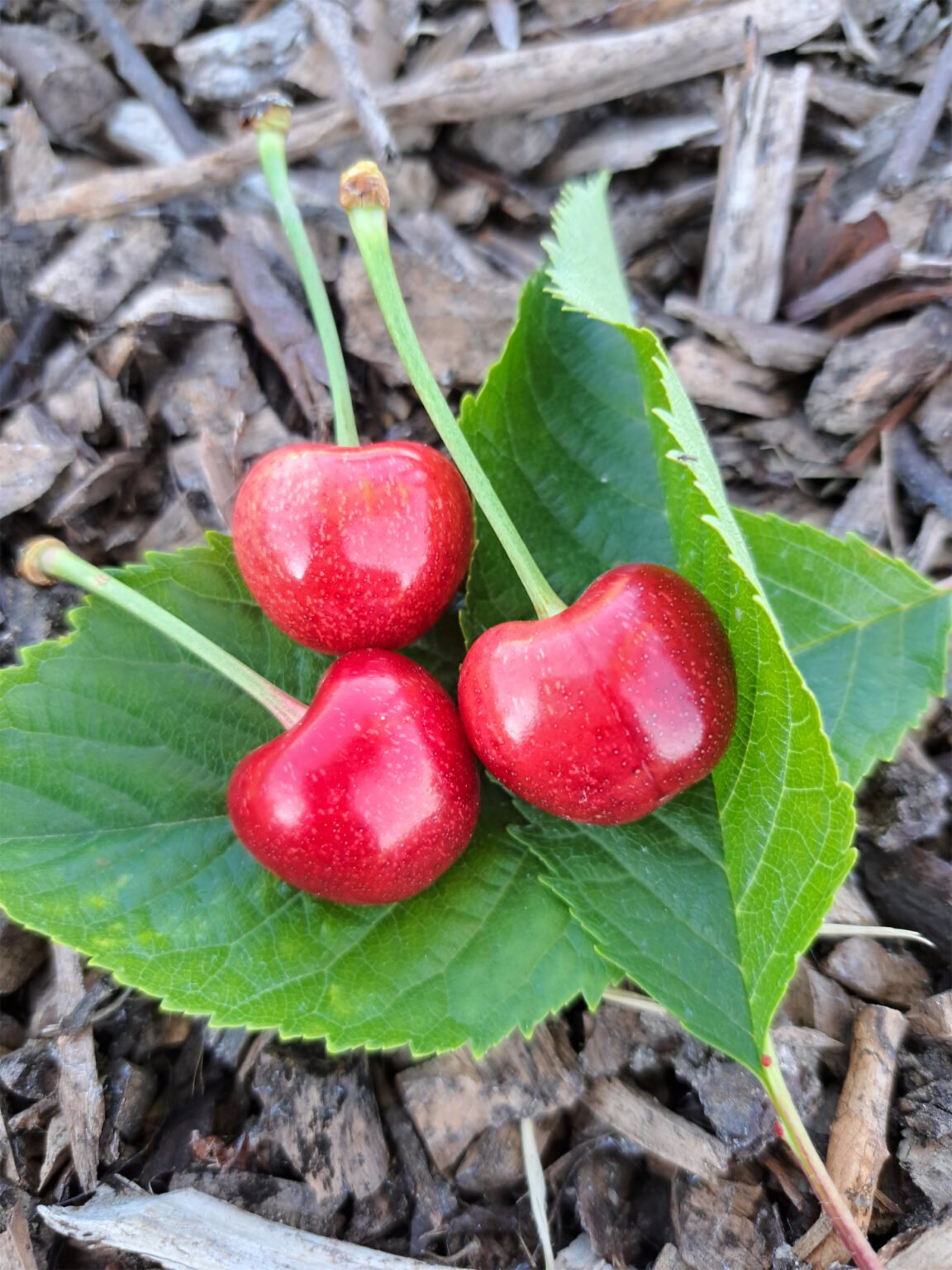 Cœur de pigeon ou Gros Coeuret – Image 2
