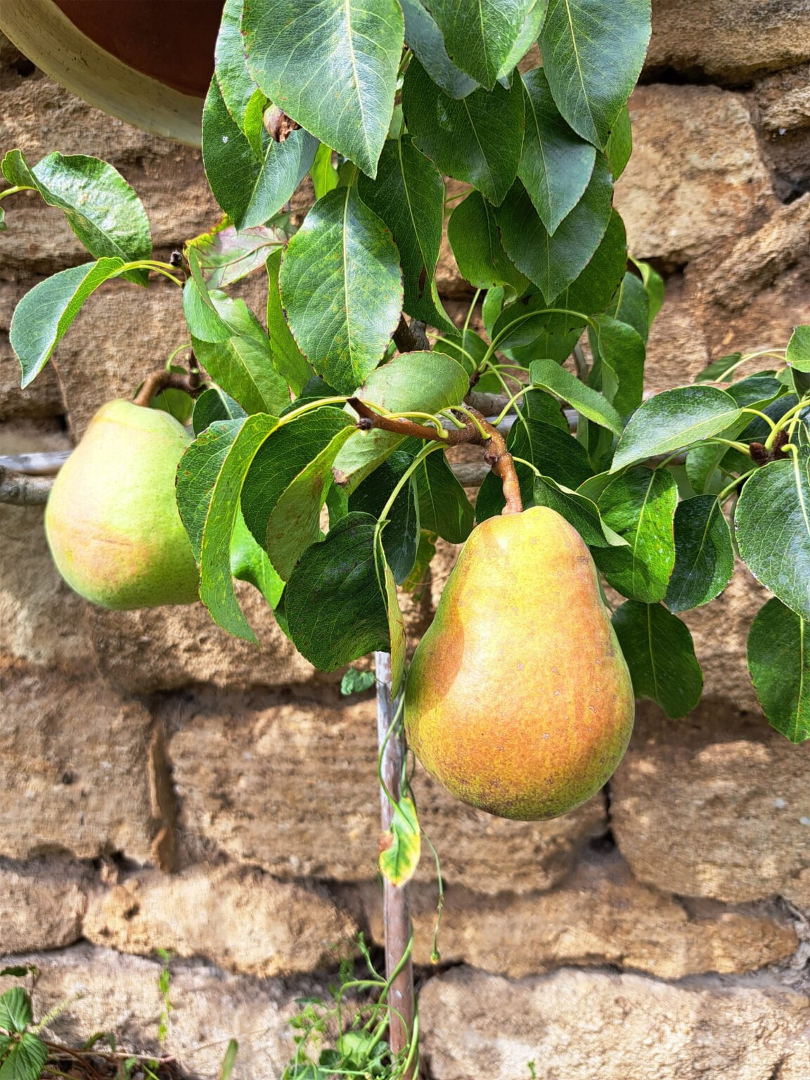 Doyenné du Comice – Image 2