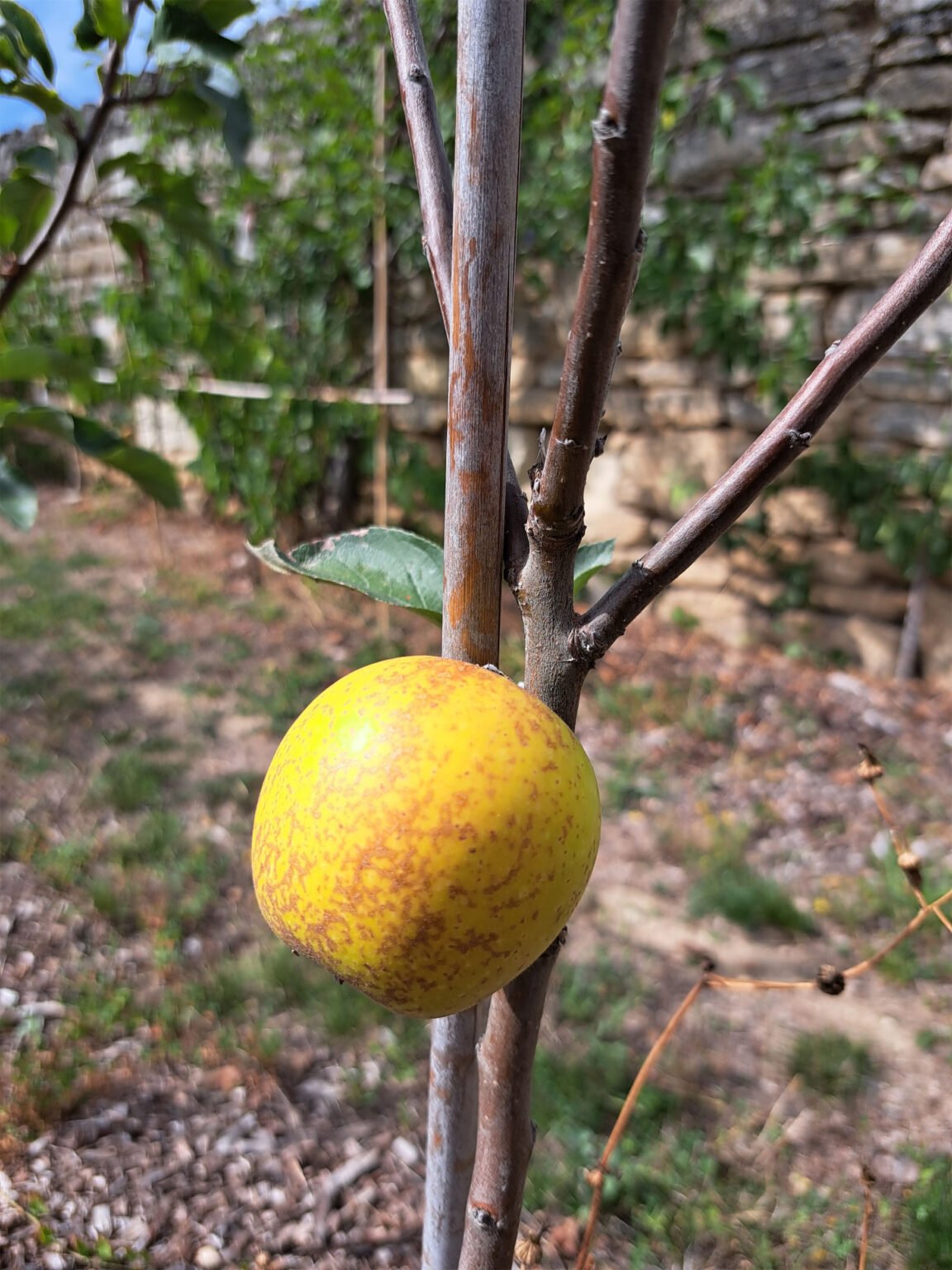 Reinette de Doué la Fontaine ou Belle de Saumur