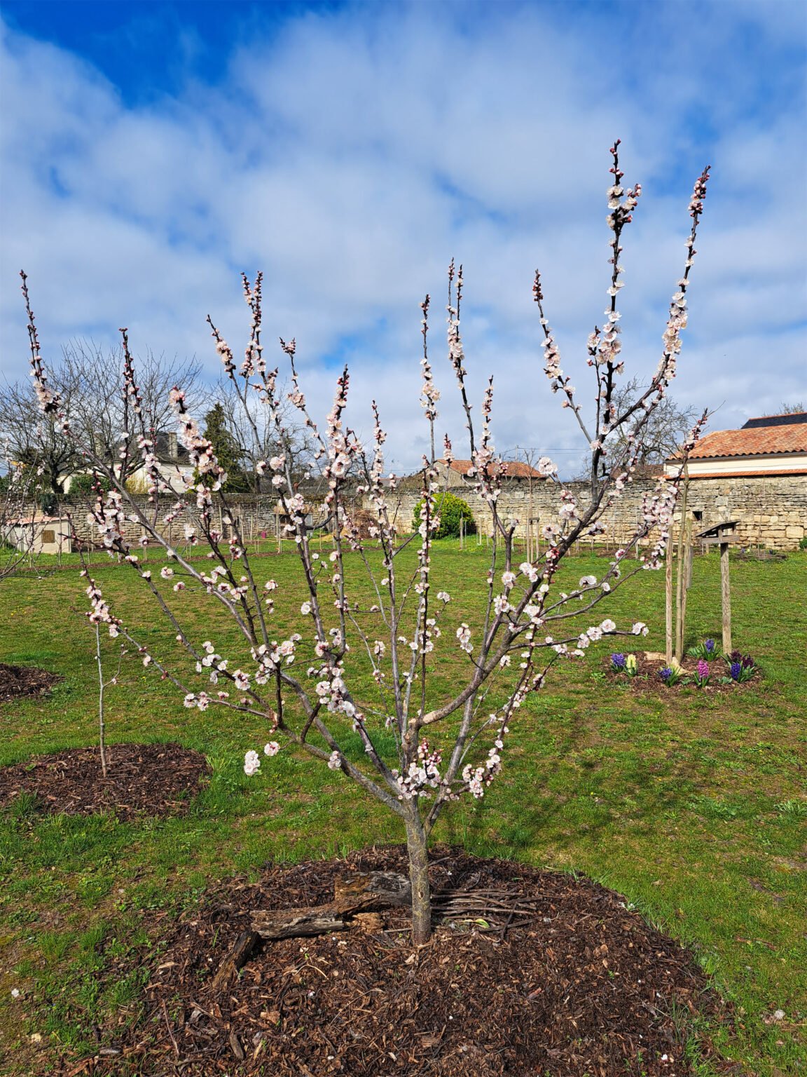Précoce de Saumur – Image 3