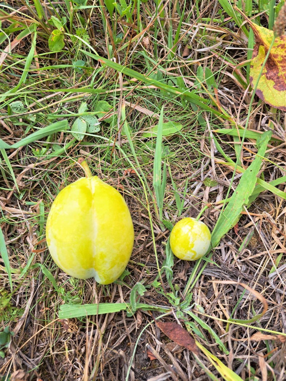 Thames Cross – Image 2