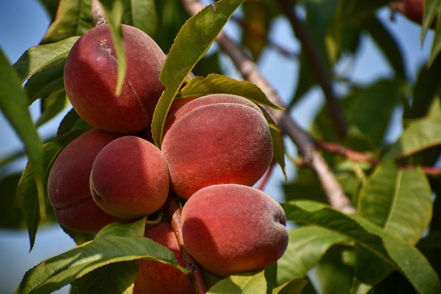 Pêche sanguine