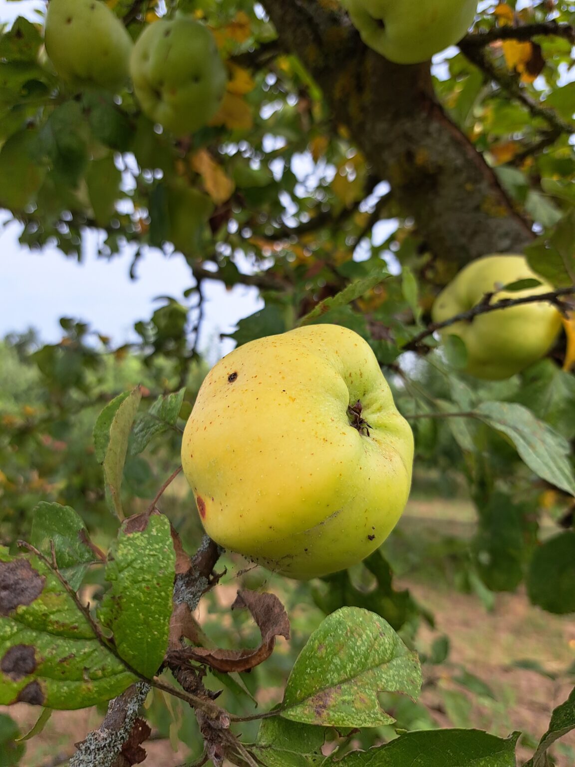 Calville blanc d'hiver â Image 2