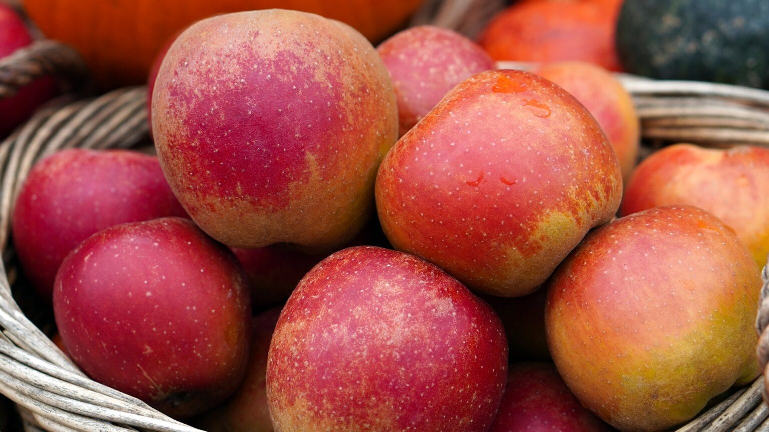 Museau de lièvre rouge