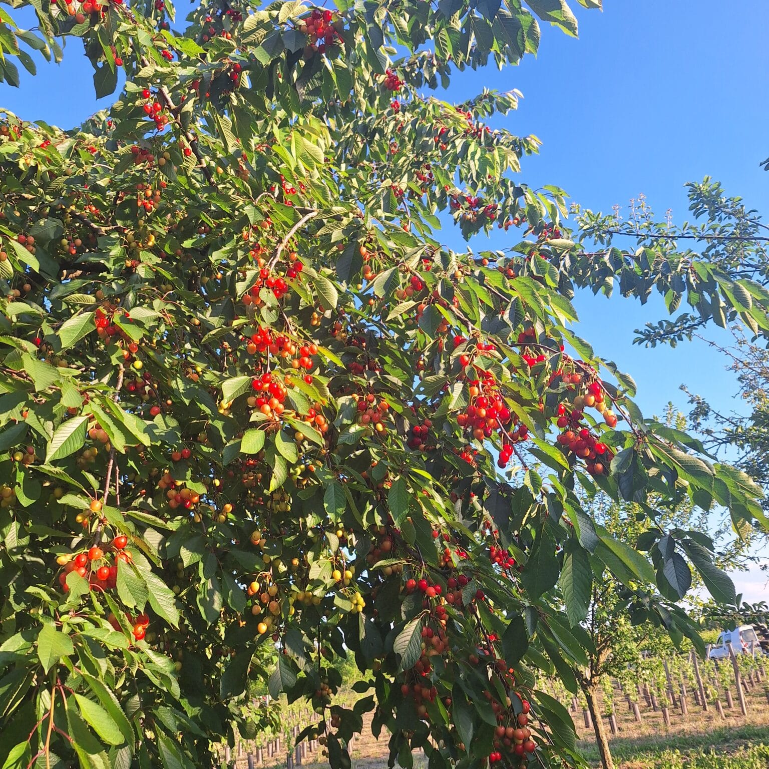 Bigarreau Napoléon – Image 3