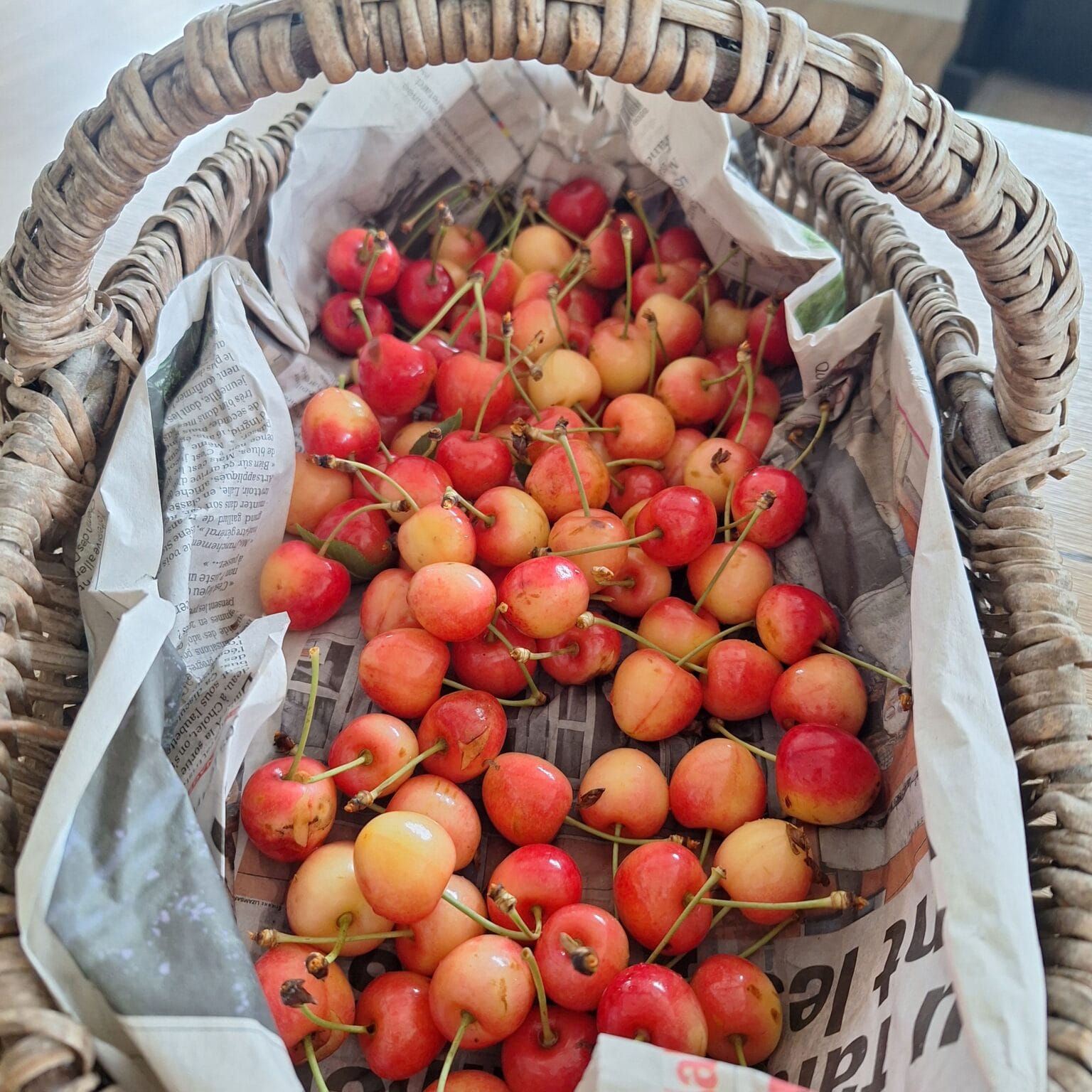 Bigarreau Napoléon – Image 2