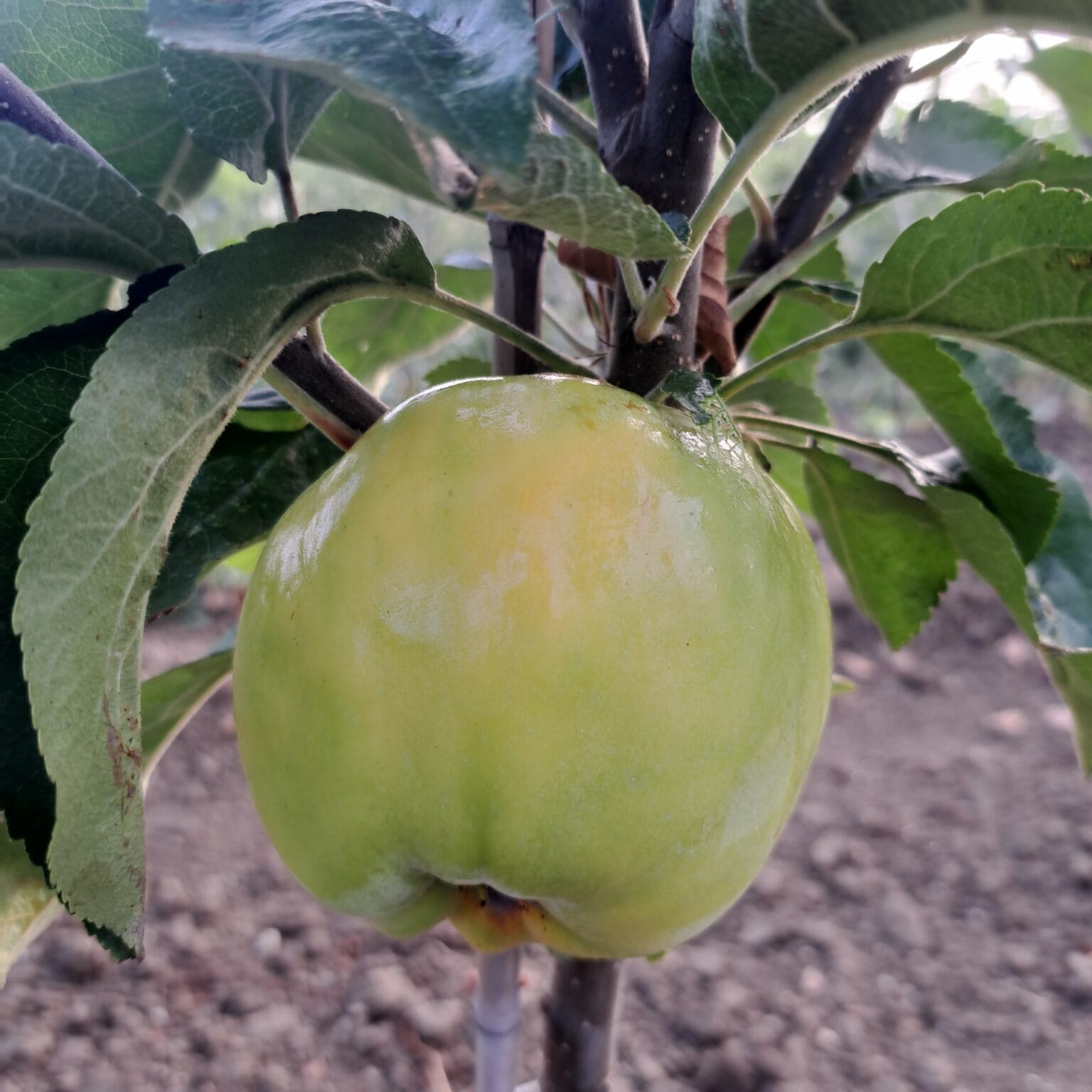 Signe Tillisch â Image 2