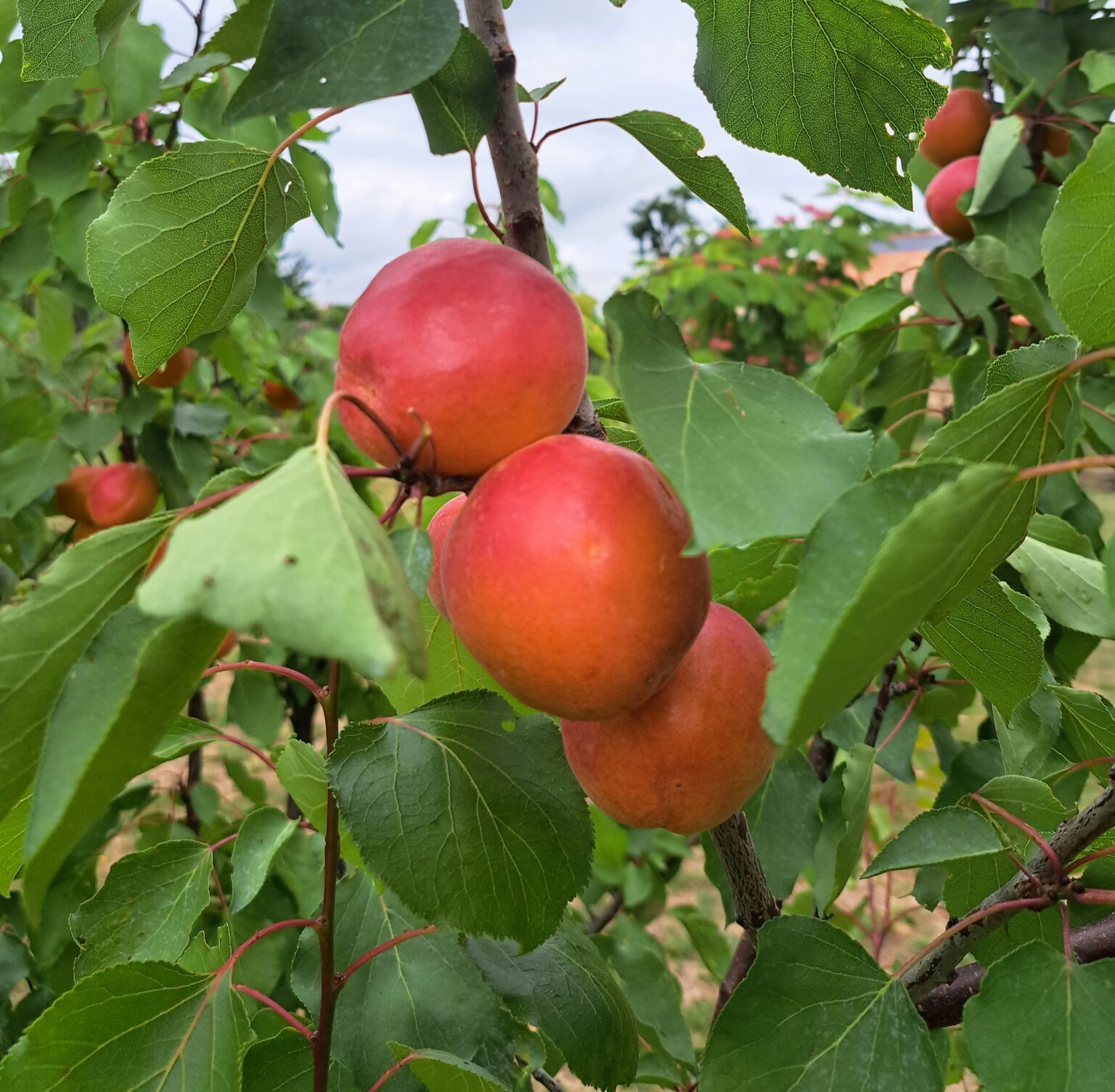 Rouge du Roussillon – Image 3