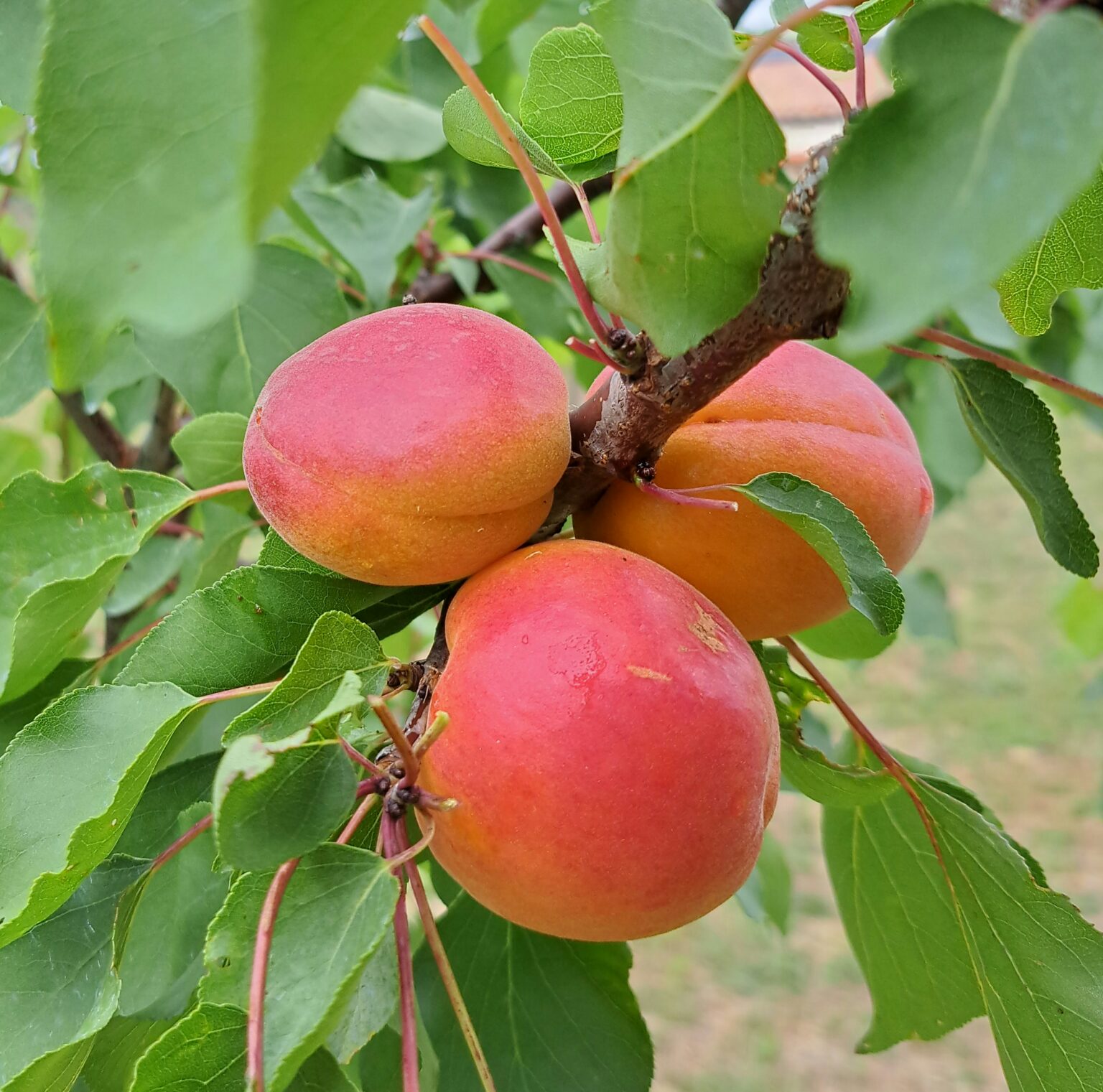 Rouge du Roussillon