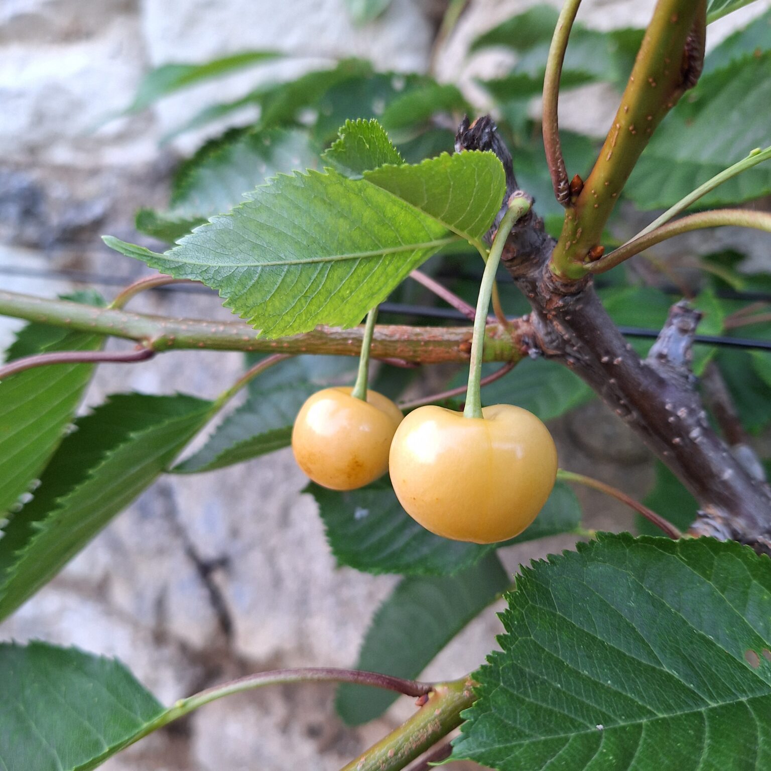 Jaune de Buttner – Image 2