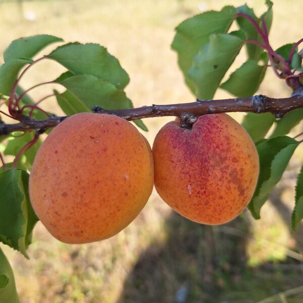 Polonais ou Orangé de Provence