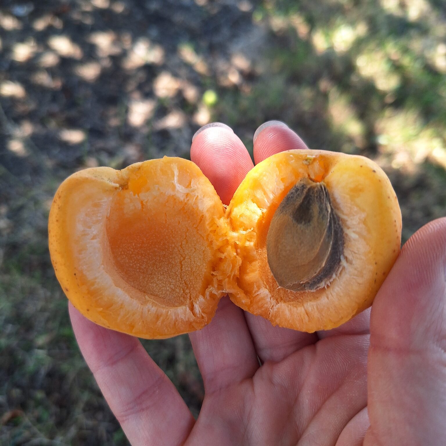 Polonais ou Orangé de Provence – Image 3