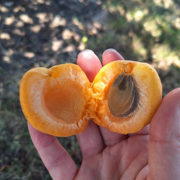 Polonais ou Orangé de Provence – Image 3