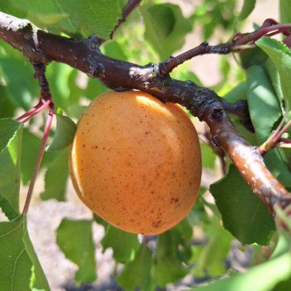 Polonais ou Orangé de Provence – Image 4