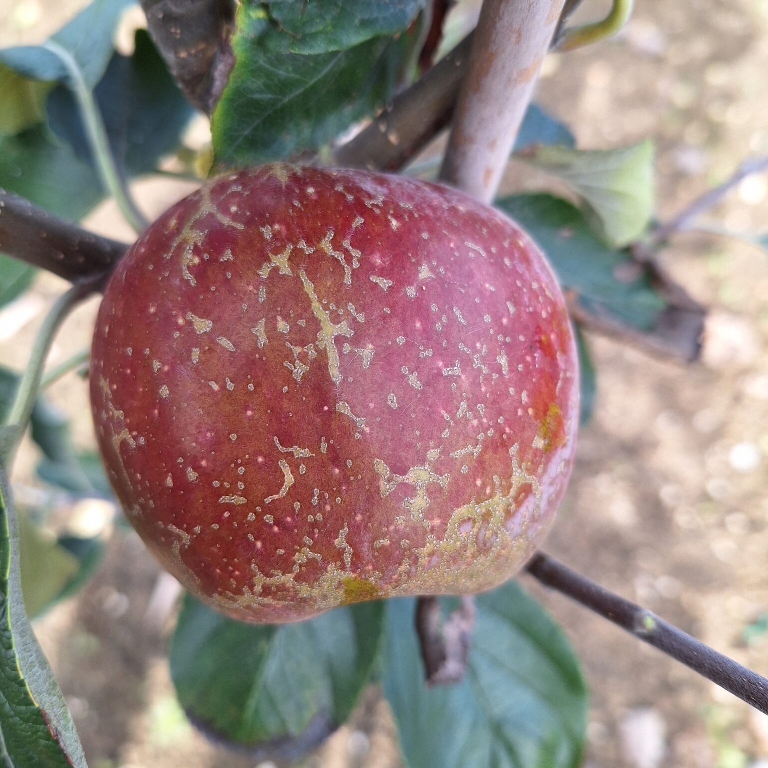 Chailleux (Drap d'or) – Image 2