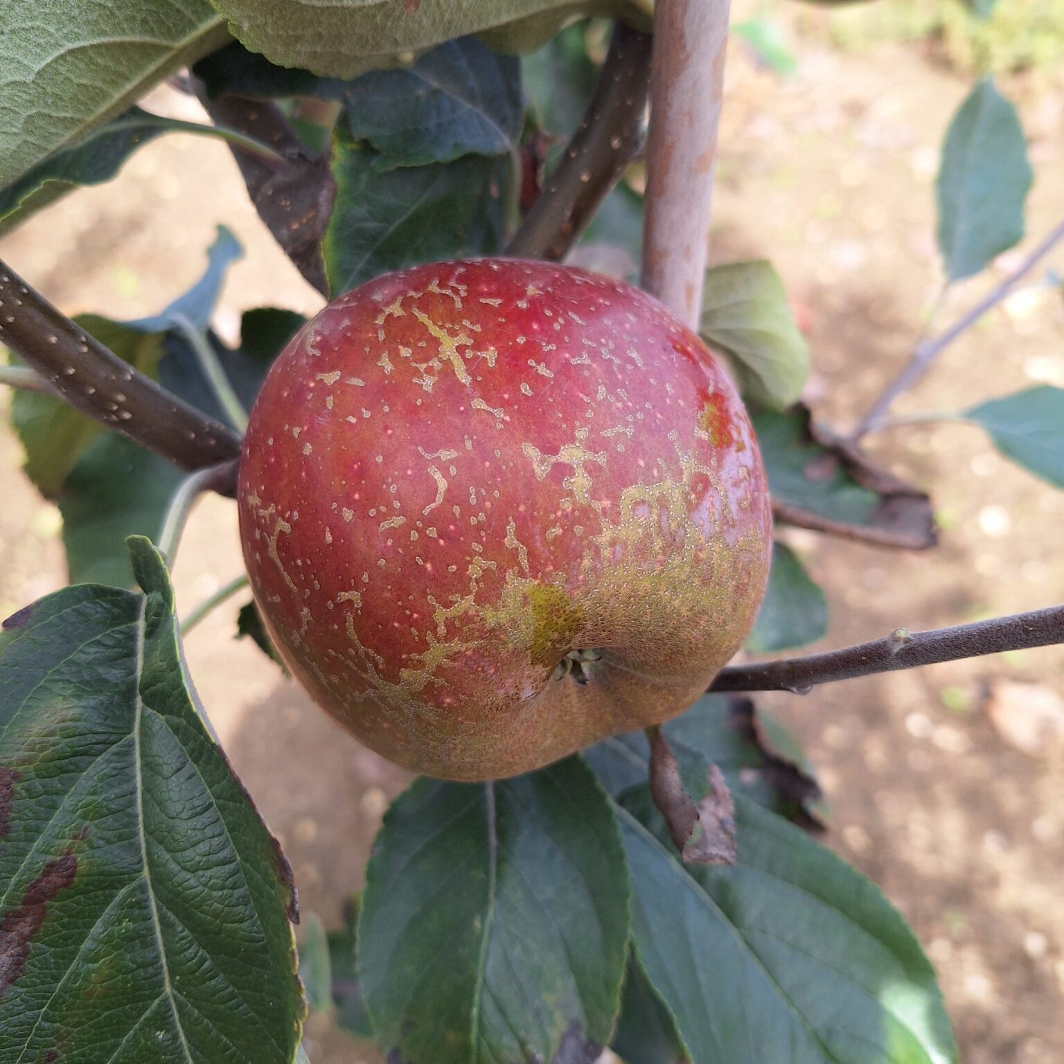 Chailleux (Drap d'or) – Image 3