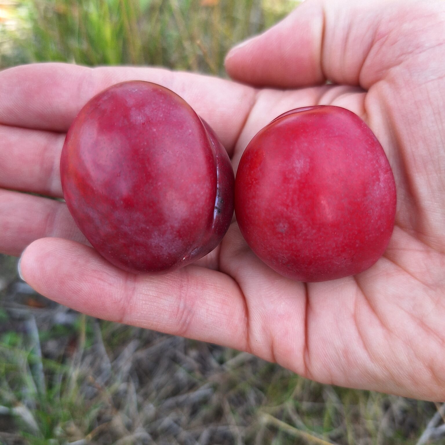 Queen Victoria – Image 4