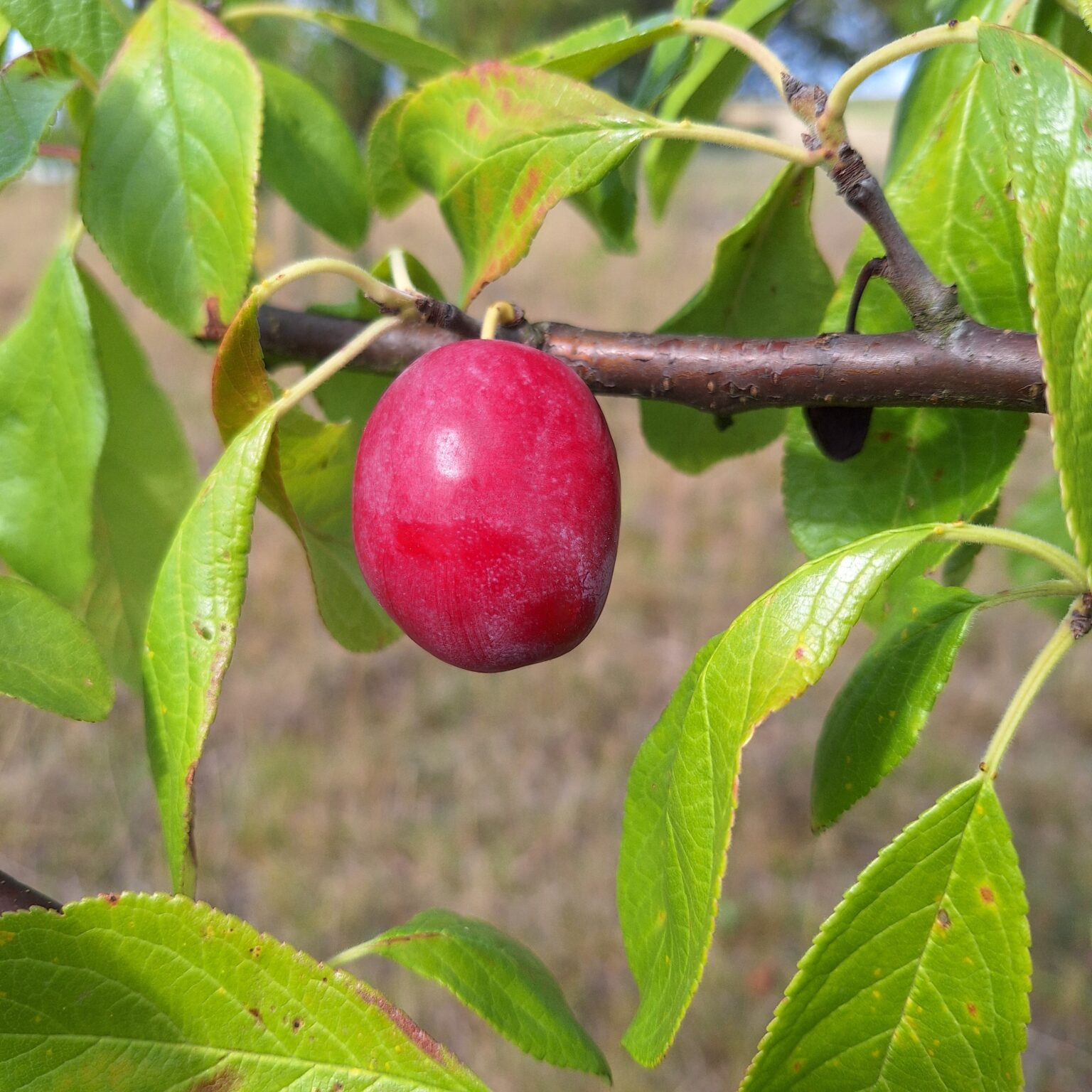 Queen Victoria – Image 5