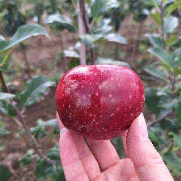 Reinette rouge étoilée