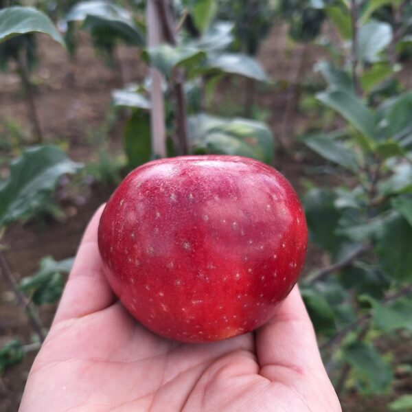 Reinette rouge étoilée – Image 3