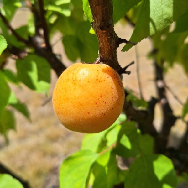 Rouge du Roussillon