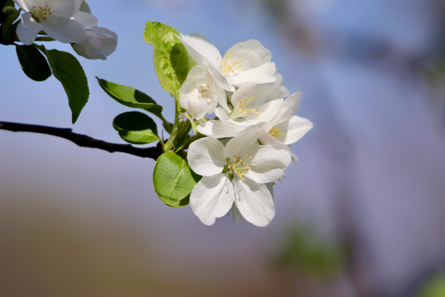 Pommier fleur Evereste
