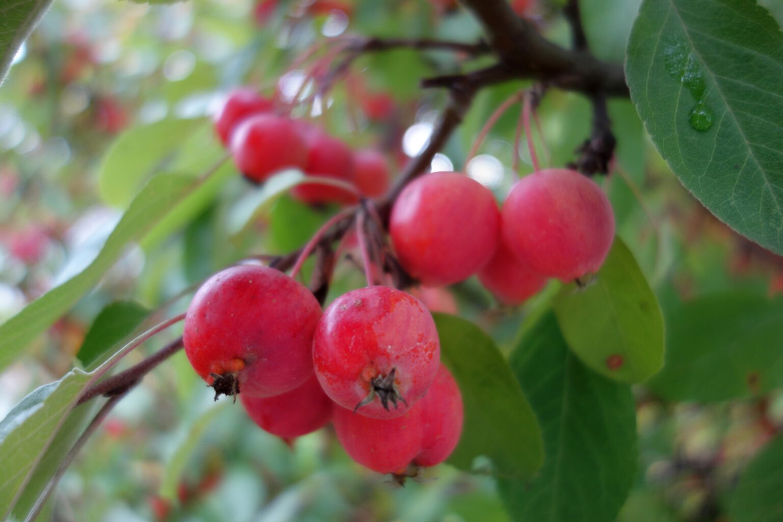 Pommier fleur Evereste â Image 3